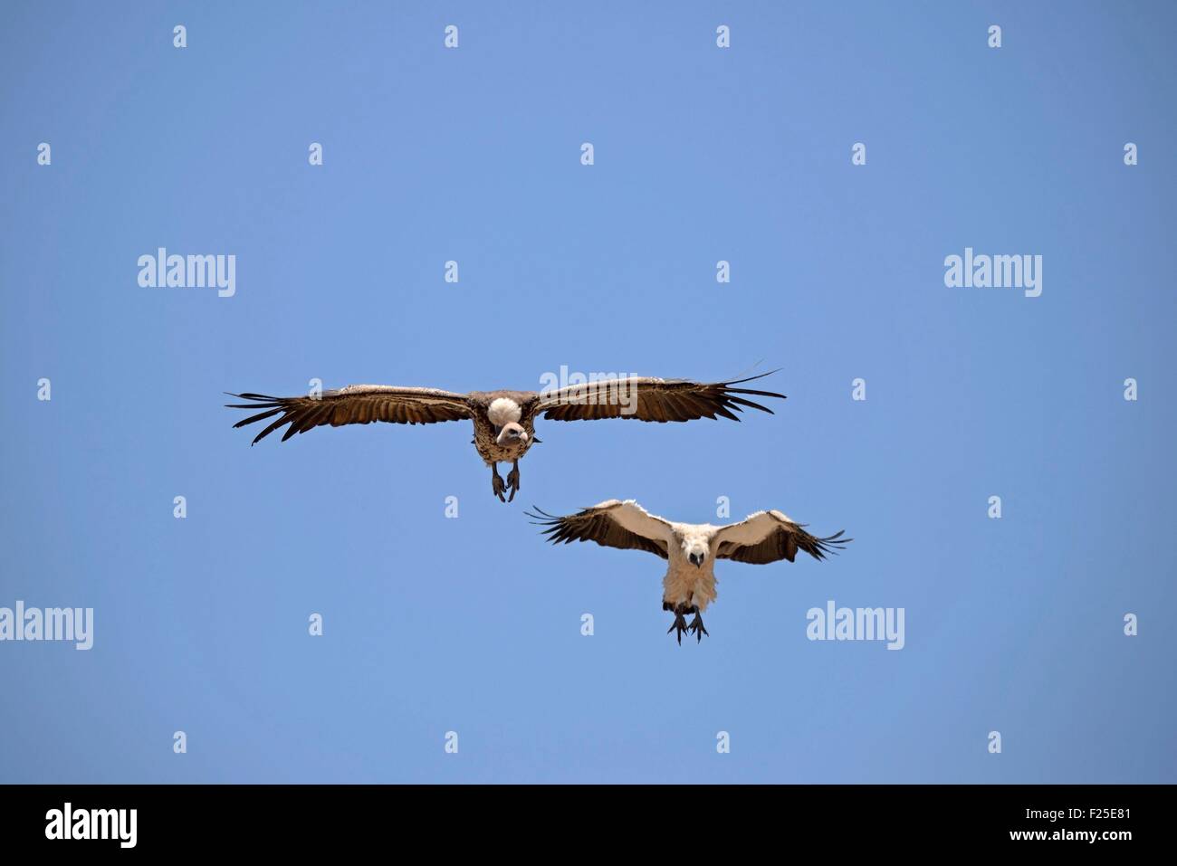 Kenia, Masai Mara Reserve, Reserve, backed Vulture (abgeschottet Africanus) im Flug Stockfoto