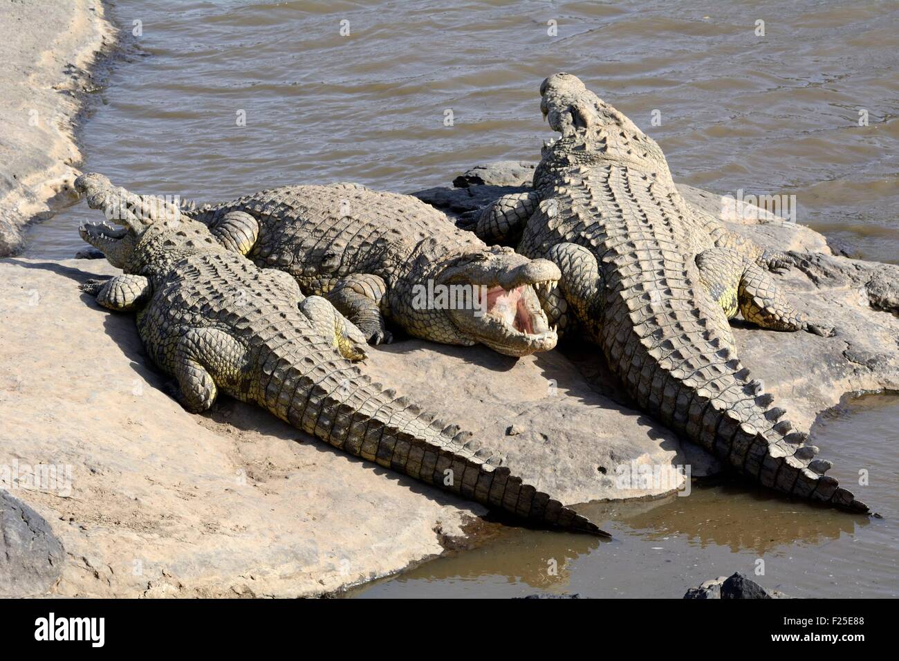 Kenia, Masai Mara Reserve Nilkrokodile (Crocodylus Niloticus) am Ufer des Mara Flusses Stockfoto