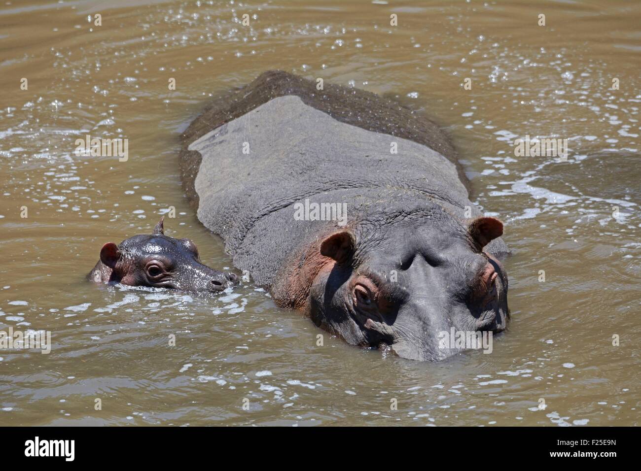 Kenia, Masai Mara Reserve, Nilpferd amphibische (Hippopotamus Amphibius), Mutter schützen ihre jungen in den Mara River Stockfoto