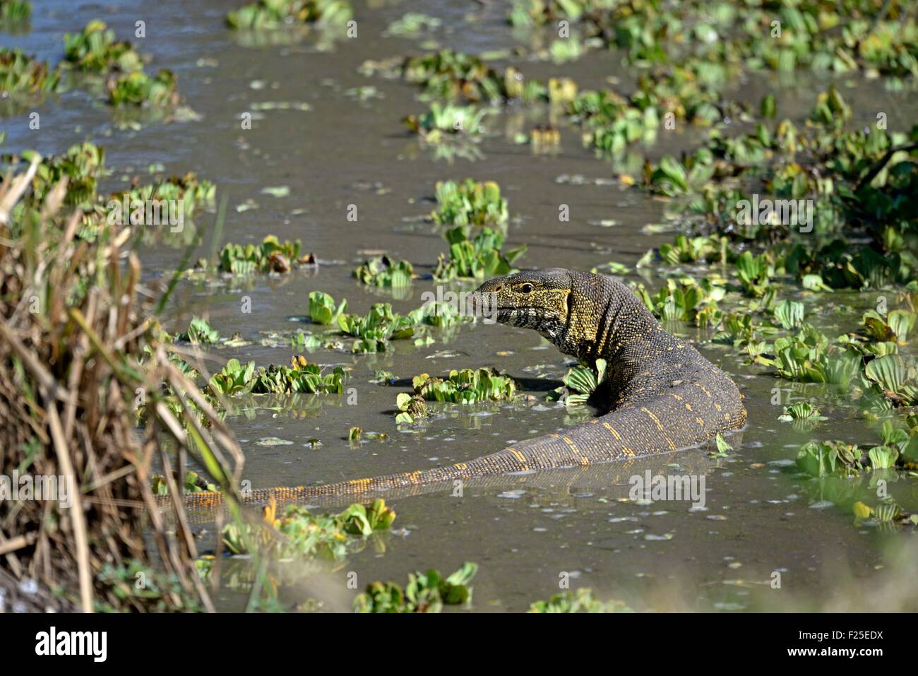 Kenia, Masai Mara Reserve Nilwaran (Varanus Niloticus) Stockfoto