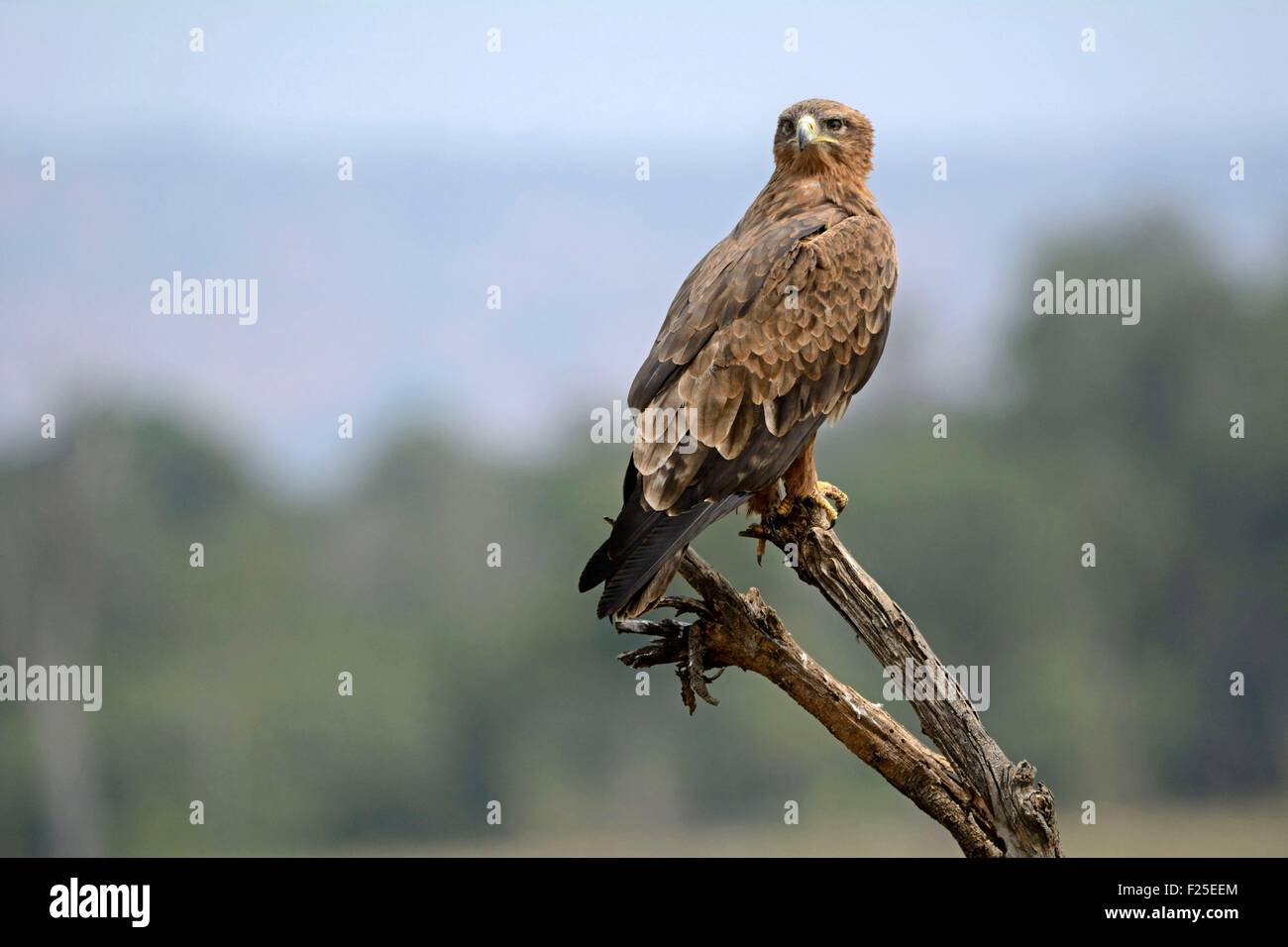 Kenia, Masai Mara Reserve, Vogel, Raptor, Tawny Eagle (Aquila Rapax) Stockfoto