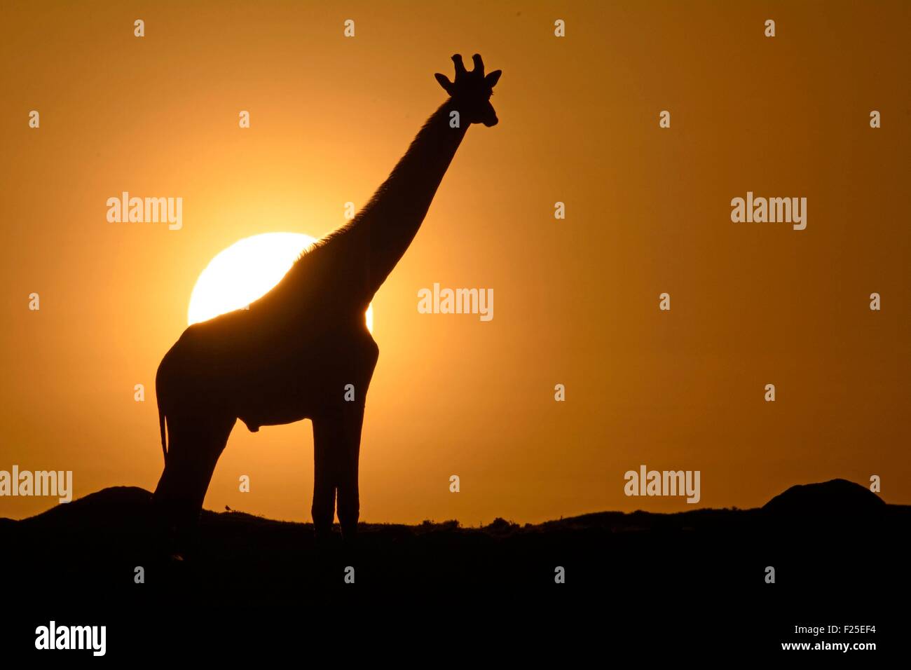 Kenia, Masai Mara Reserve, Masai-Giraffe (Giraffa Plancius) bei Sonnenaufgang / Afrika, Kenia, Masai Mara Reserve, Giraffa Plancius, bei Sonnenaufgang Stockfoto