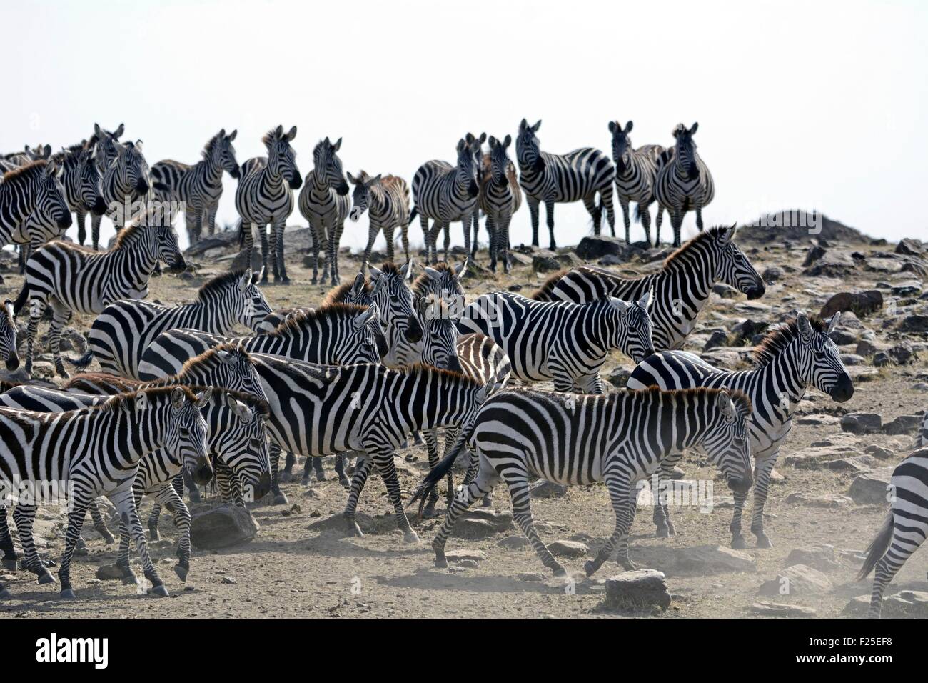Kenia, Masai Mara Reserve, Ebenen Zebras (Equus Burchelli) vor der Überquerung des Mara Flusses Umgruppierung Stockfoto