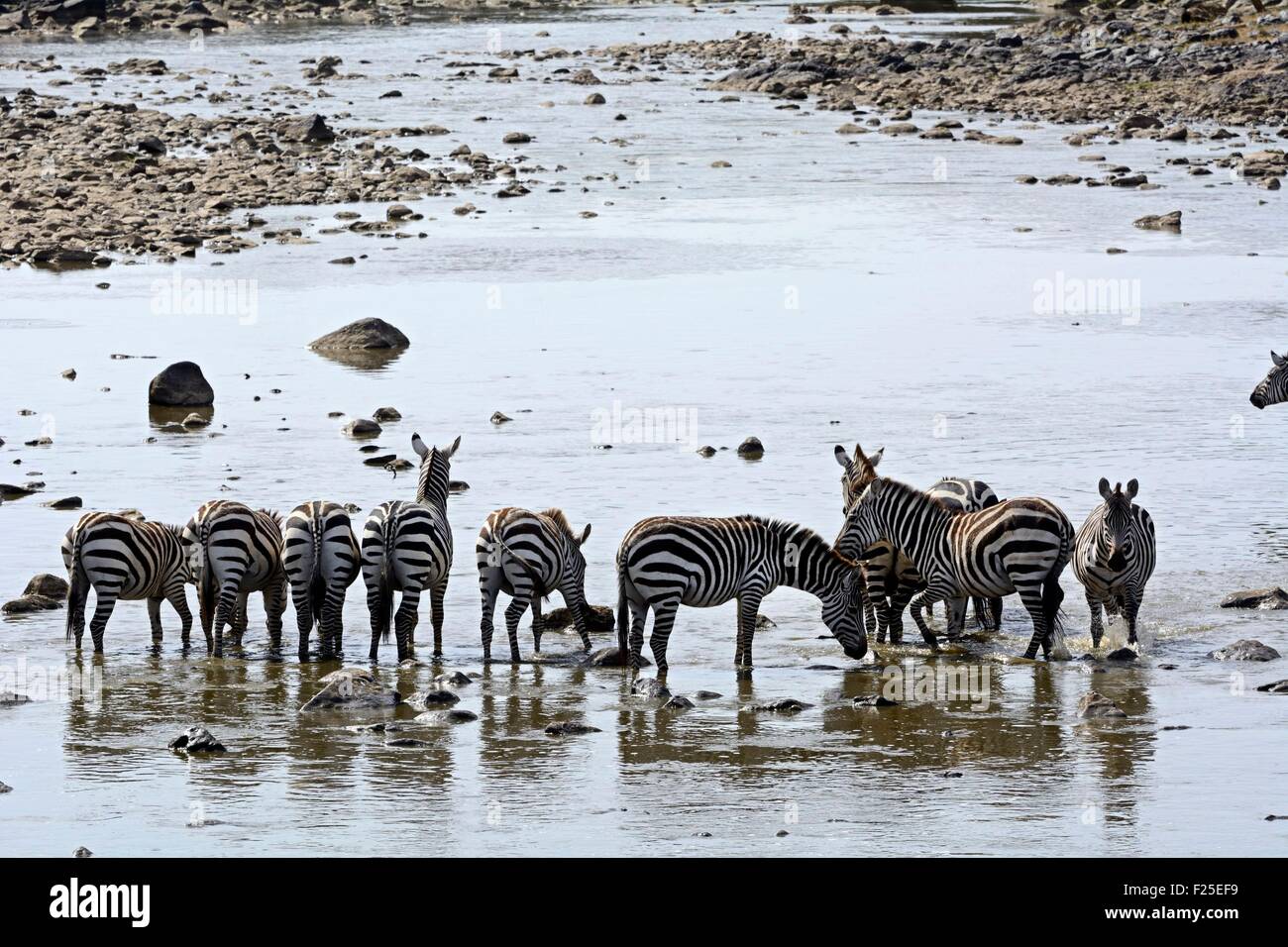 Kenia, Masai Mara Reserve, Ebenen Zebras (Equus Burchelli) Bewässerung ist den Mara River überqueren. Stockfoto