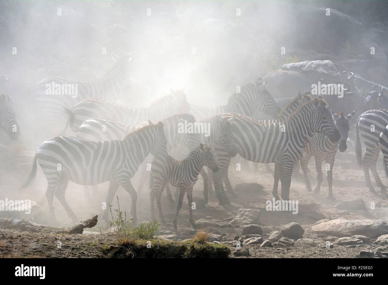 Kenia, Masai Mara Reserve, Ebenen Zebras (Equus Burchelli) vor der Überquerung des Mara Flusses Umgruppierung Stockfoto