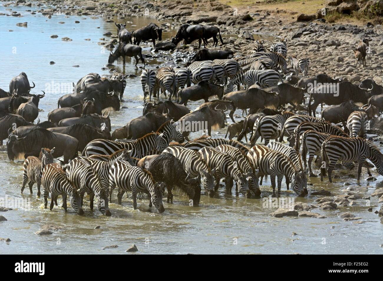 Kenia, Masai Mara Reserve, Ebenen Zebras (Equus Burchelli) und Gnus (Connochaetes) Bereitstellung von Wasser ist den Mara River crossing Stockfoto