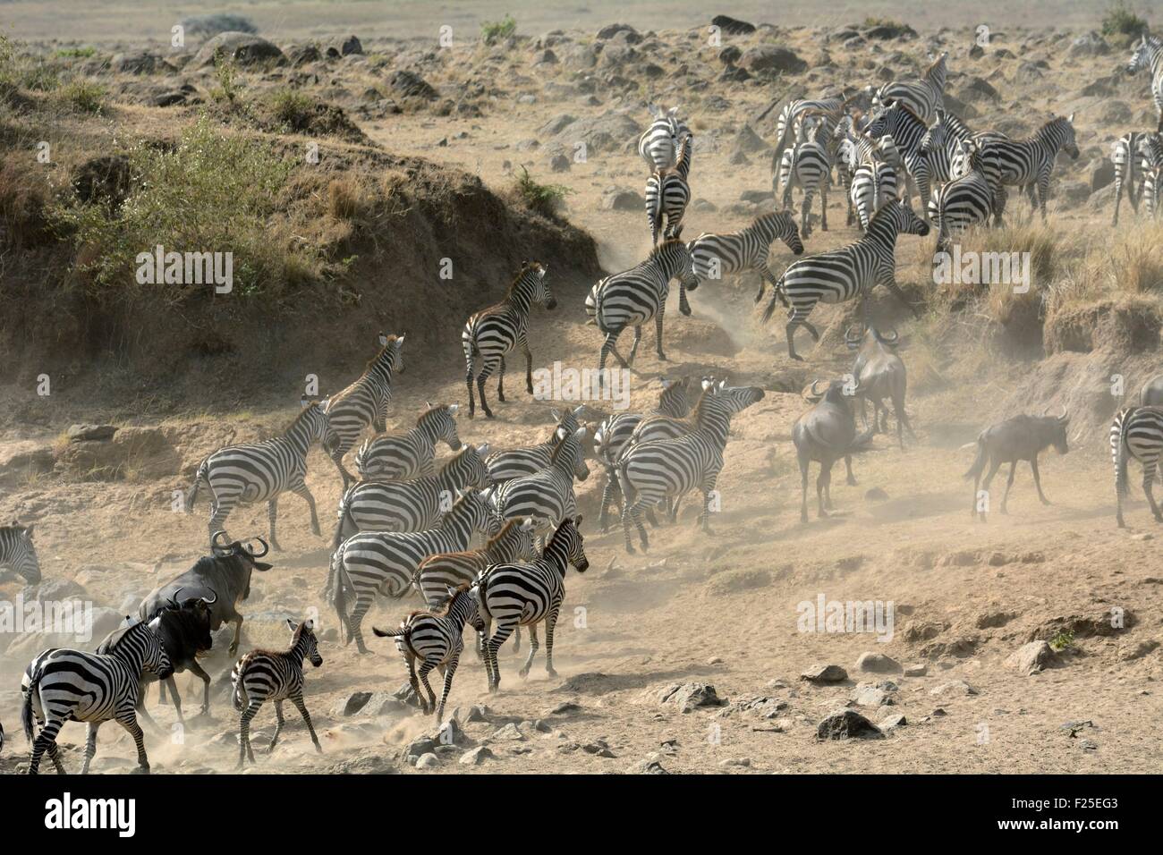 Kenia, Masai Mara Reserve, Ebenen Zebras (Equus Burchelli) und Gnus (Connochaetesse) von den Mara River crossing Stockfoto