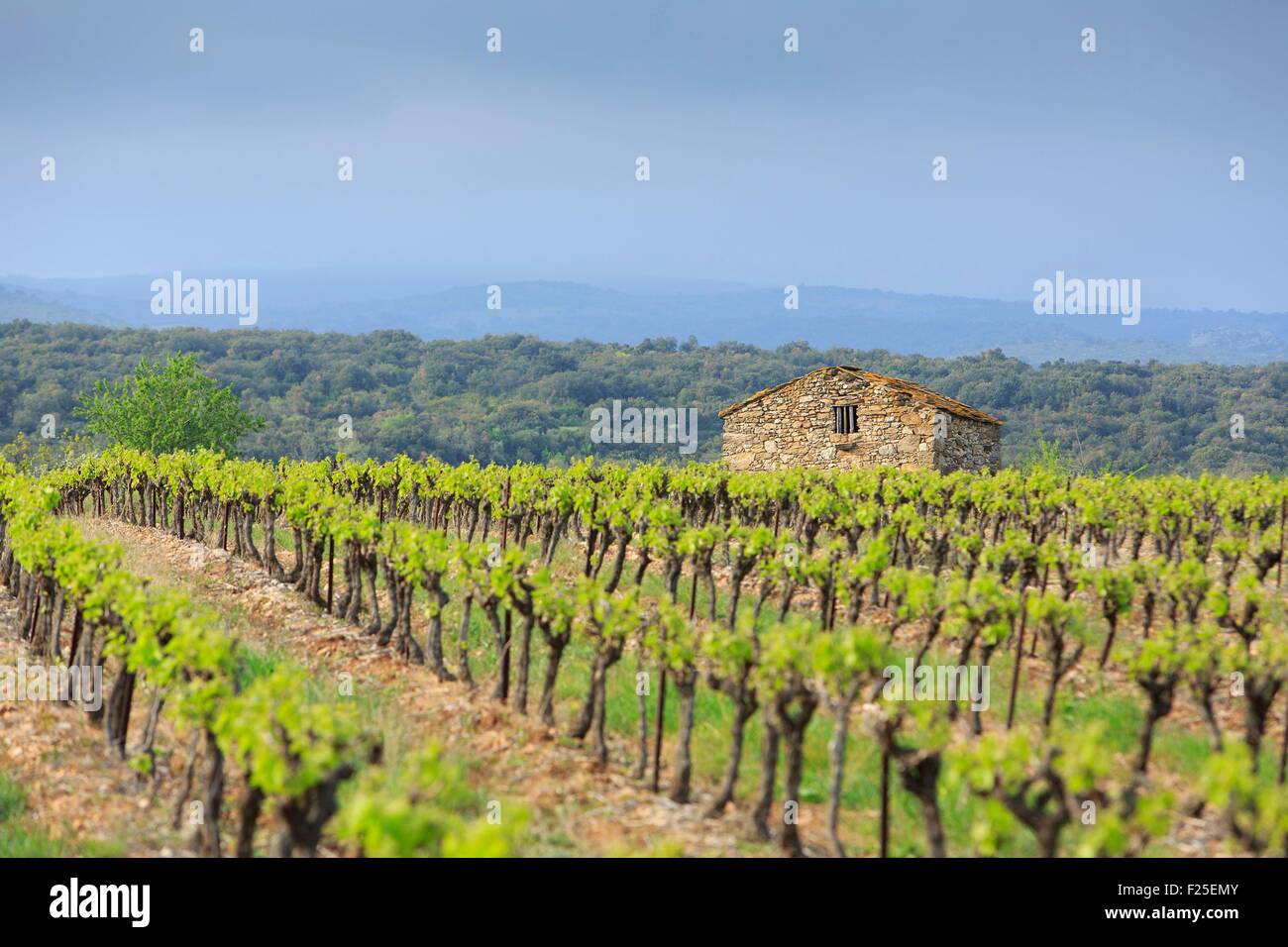 Frankreich, Aude, Villeneuve Minervois, ein Mazet (lokale Steinhaus) Corbieres AOC-Weinberg und Black Mountain im Hintergrund Stockfoto