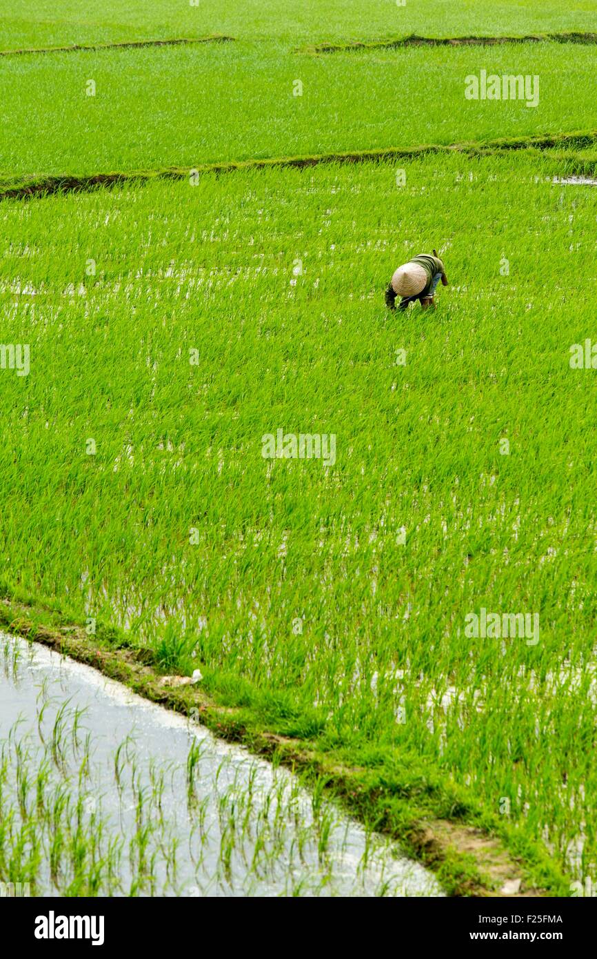 Vietnam, Yen Bai Provinz, Van Chan Bezirk, Dong Khe, Reisfeld Stockfoto