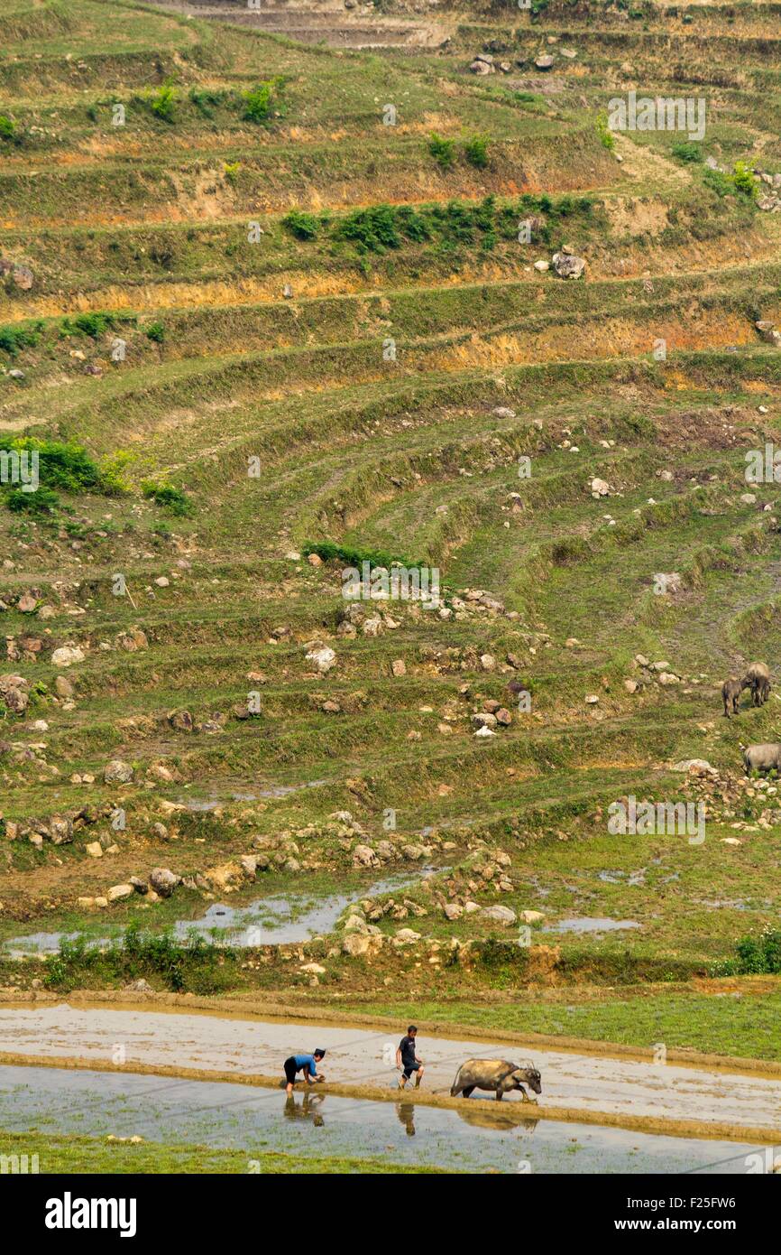 Vietnam, Provinz Lao Cai, Sa Pa District, Reisplantagen in Terrasse und asiatische Büffel Stockfoto