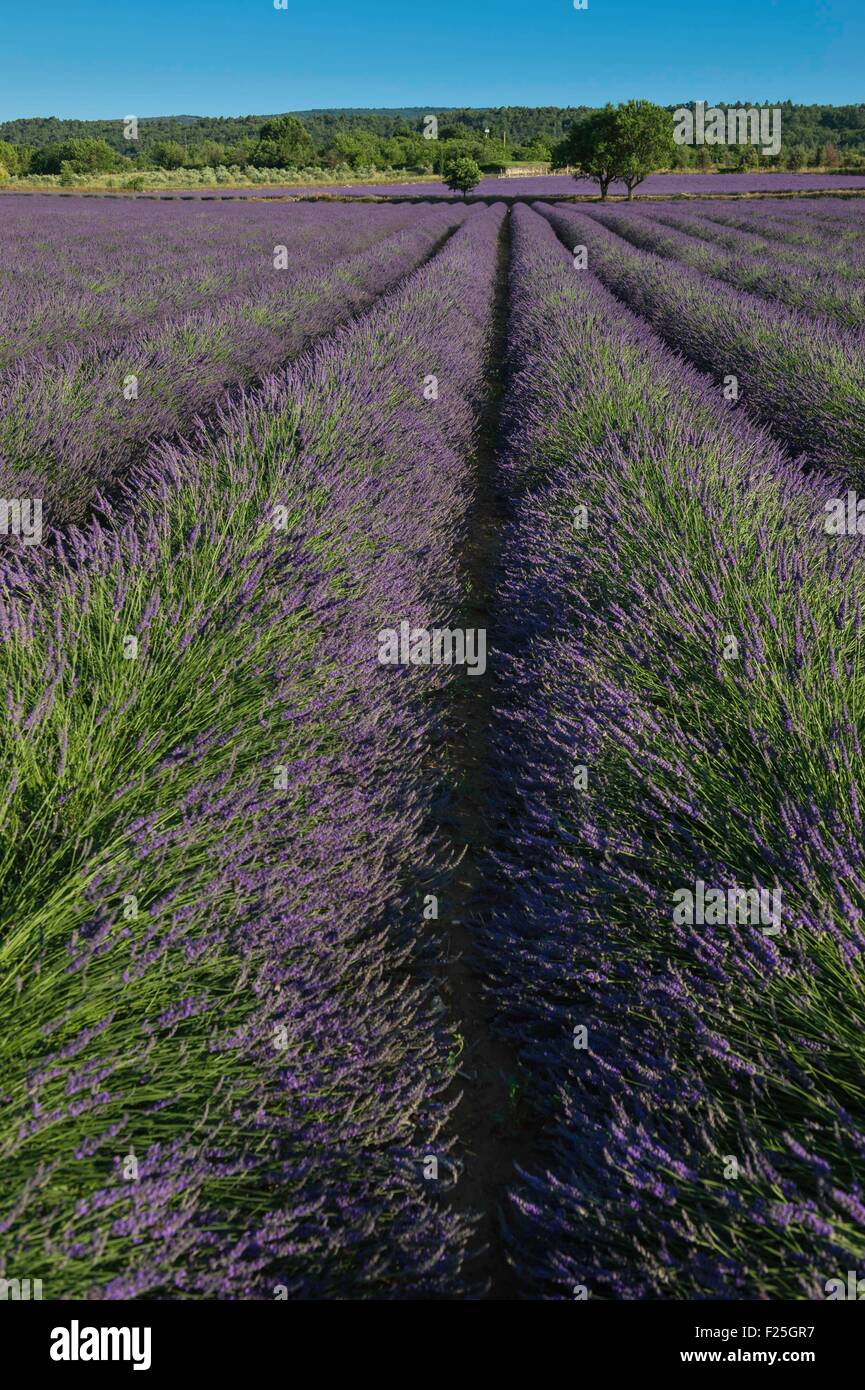 Frankreich, Vaucluse, Gordes Dorf, Feld von Lavendel in der Nähe von Gordes Stockfoto