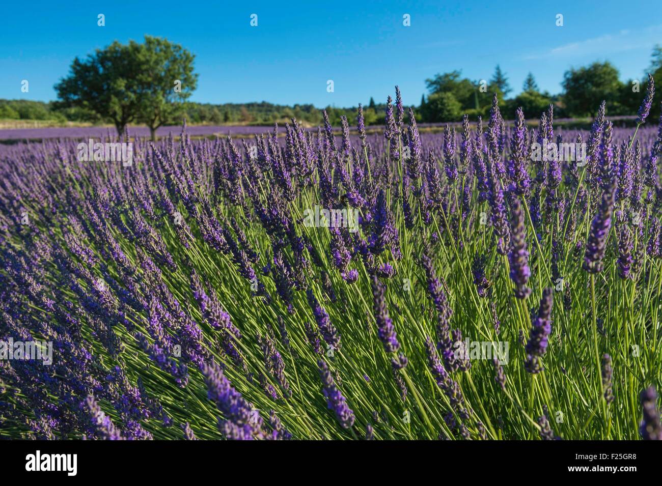 Frankreich, Vaucluse, Gordes Dorf, Feld von Lavendel in der Nähe von Gordes Stockfoto