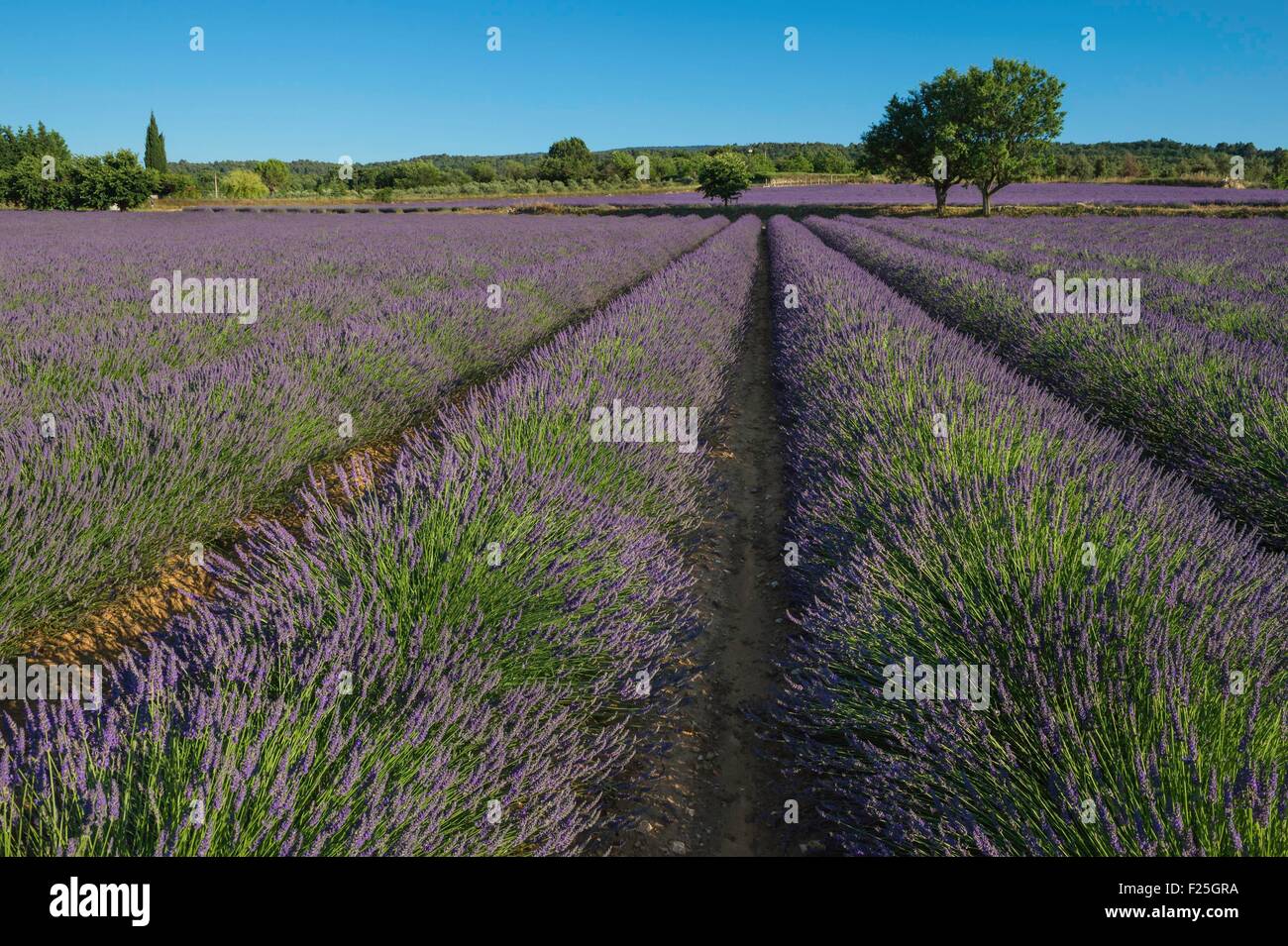 Frankreich, Vaucluse, Gordes Dorf, Feld von Lavendel in der Nähe von Gordes Stockfoto