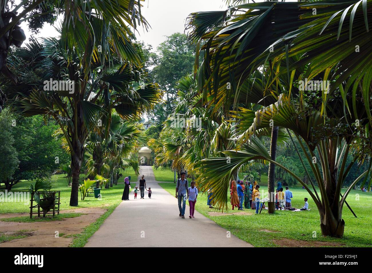 Sri Lanka, Zentrum der Provinz, Kandy, Peradeniya Botanical Garden, Gasse, gesäumt von Coco de Mer oder Meer Kokosnuss (Lodoicea Maldivica) Stockfoto
