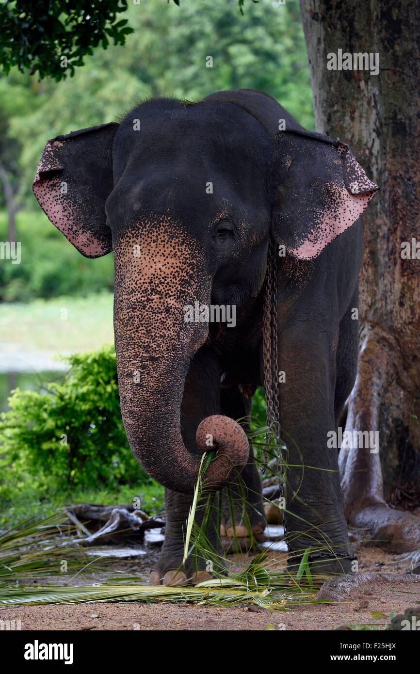 Central Province, Matale-Distrikt, Sigiriya, Sri Lanka, Elefant Stockfoto