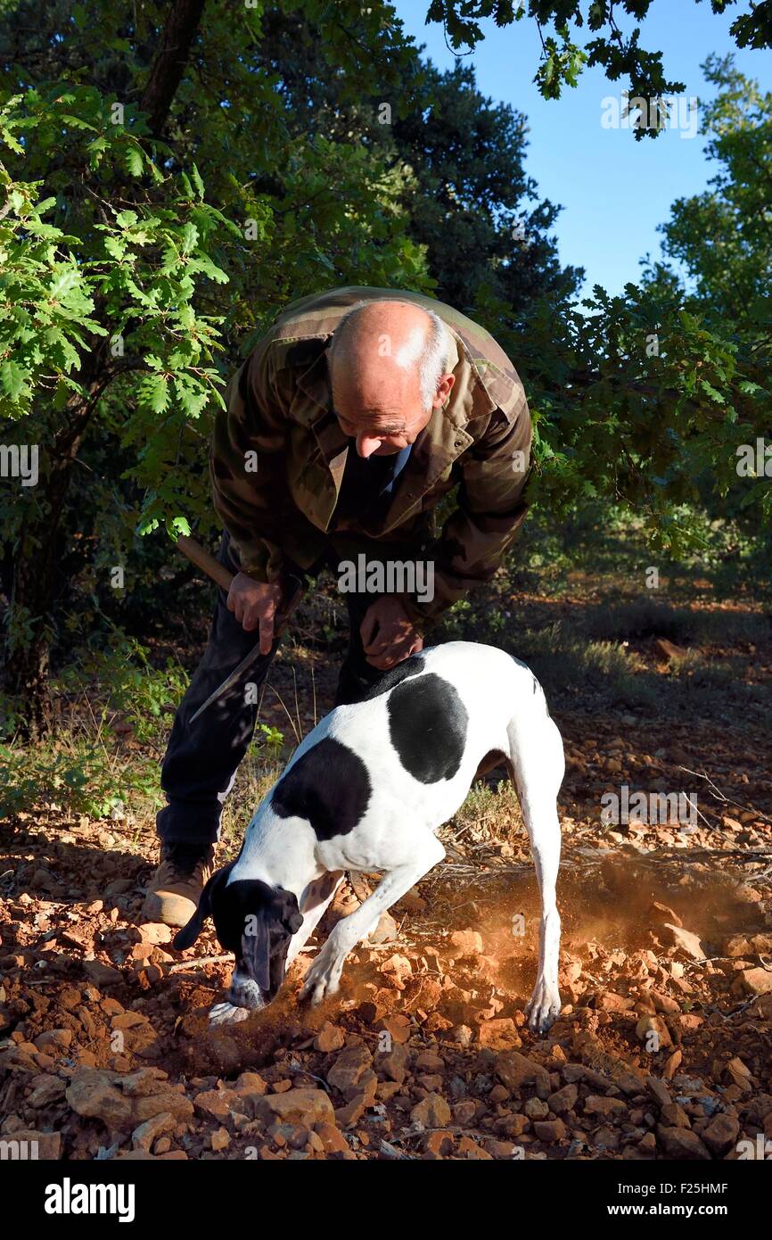 Frankreich, Var, Bauduen, Suche nach Trüffeln in der Domaine du Hameau des Clos, die Trüffel Züchter Marcel Demaria und sein Hund Stockfoto