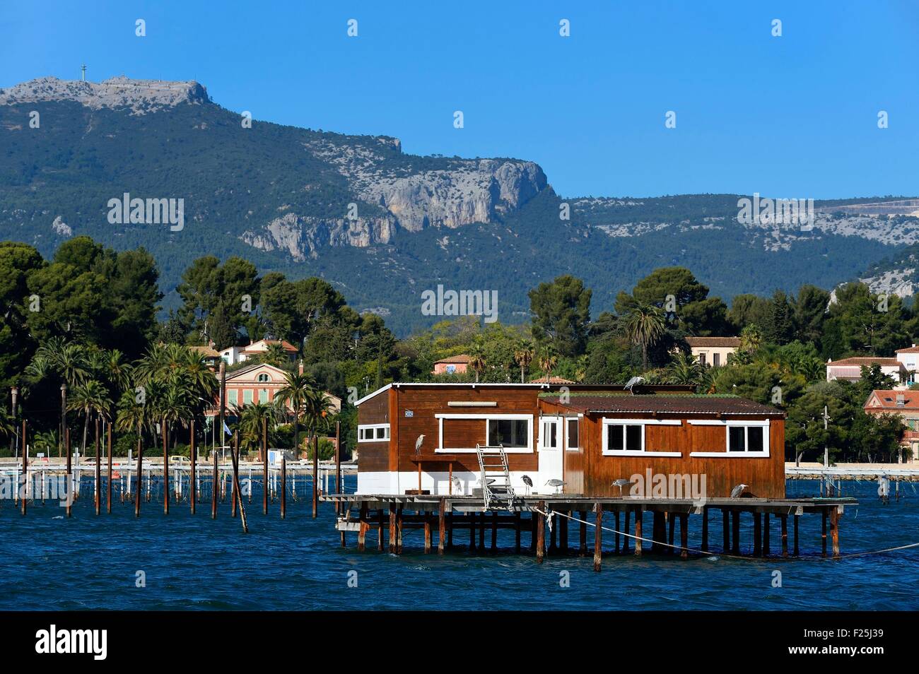 Frankreich, Var, Rade (Reede) von Toulon, La Seyne-sur-Mer, Muscheln und Austern Park, Aquakultur Bauernhof Stockfoto