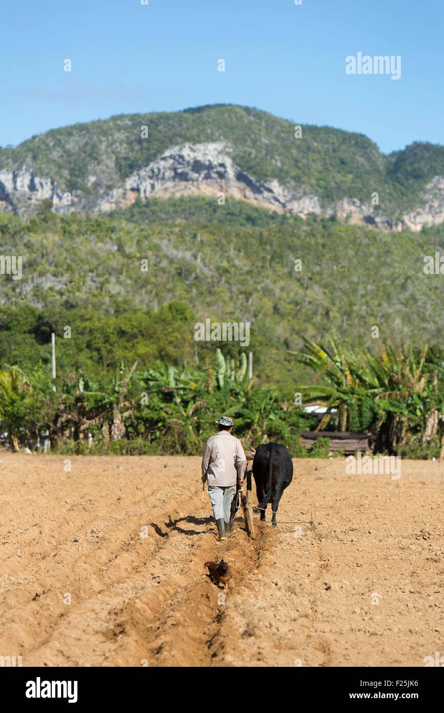 Kuba, Provinz Pinar del Rio, Vinales, Vinales Tal, Vinales Nationalpark Weltkulturerbe der UNESCO, Bauer mit Ochsen in ein Feld und Mogotes Bestandteil das Guaniguanico Gebirge im Hintergrund Stockfoto