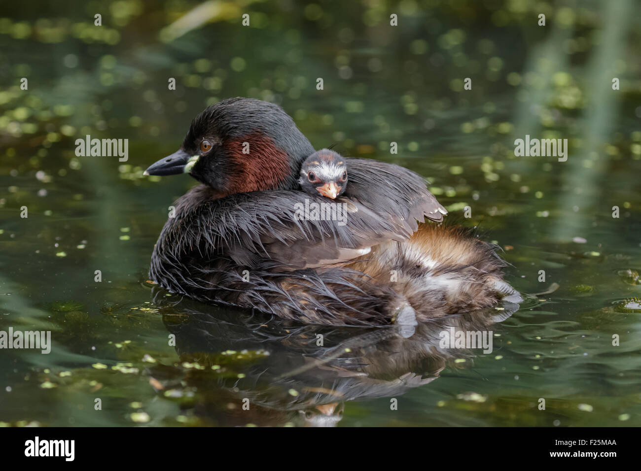 Wenig Grebe Dabchick (Tachybaptus Ruficollis) Baby junge Reiten auf Eltern Rücken Stockfoto