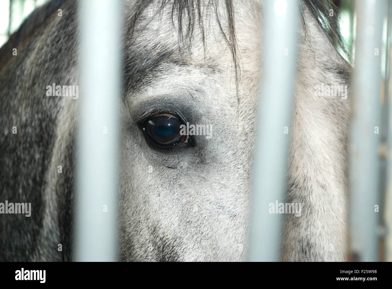 weißes Pferd mit großen blauen Augen hinter Gittern Stockfoto