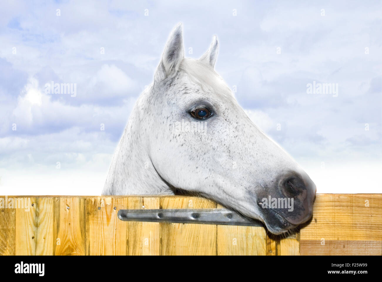ein weißes Pferd auf Koppel Stockfoto