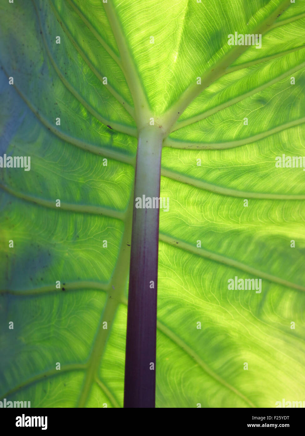 Einen detaillierten Überblick über das Blatt eine riesige tropische Pflanze Blattstruktur aus den unten Stockfoto