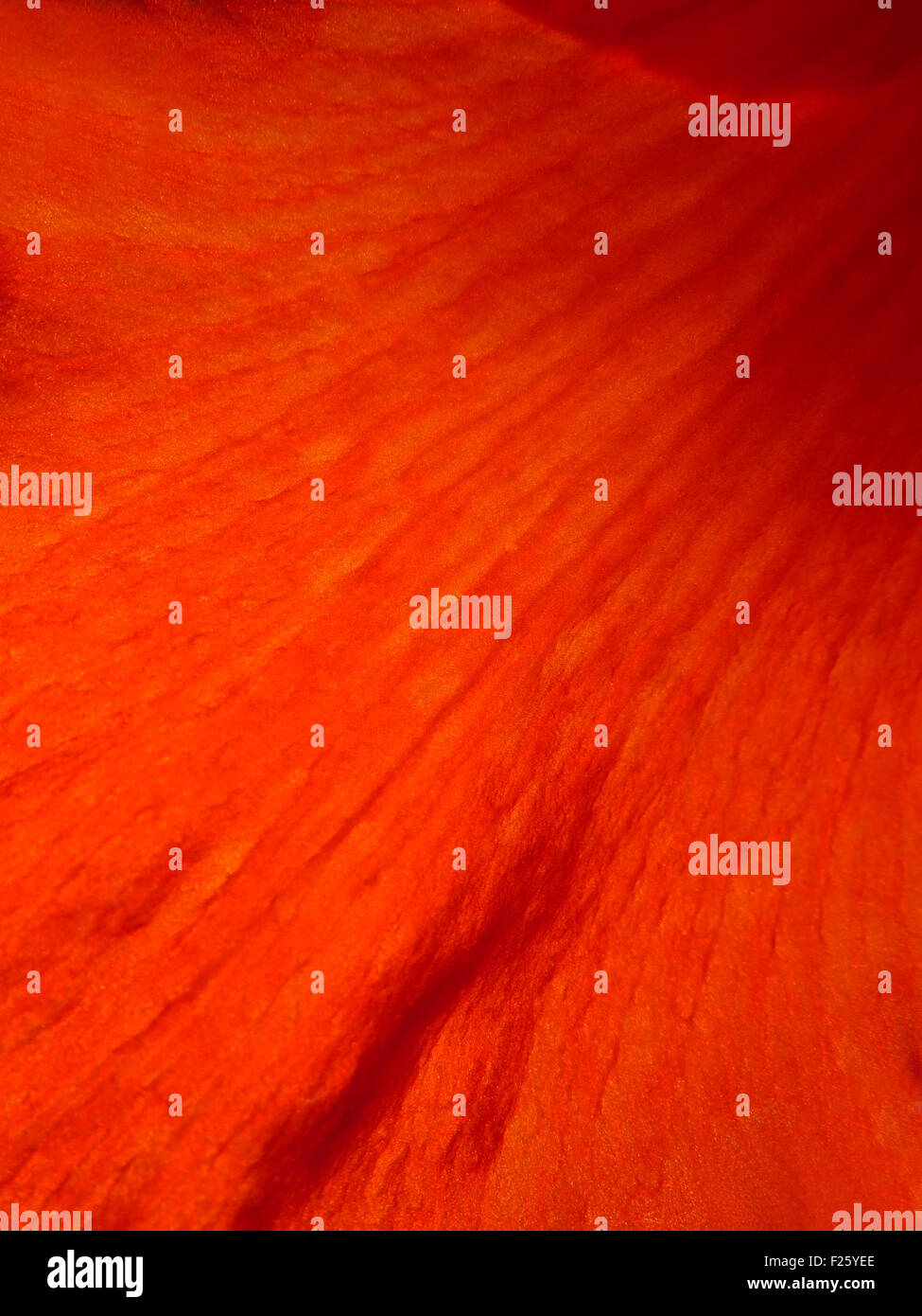 Einen Hintergrund mit der Makro-Ansicht des Designs auf das Blütenblatt einer roten tropischen Blume. Stockfoto