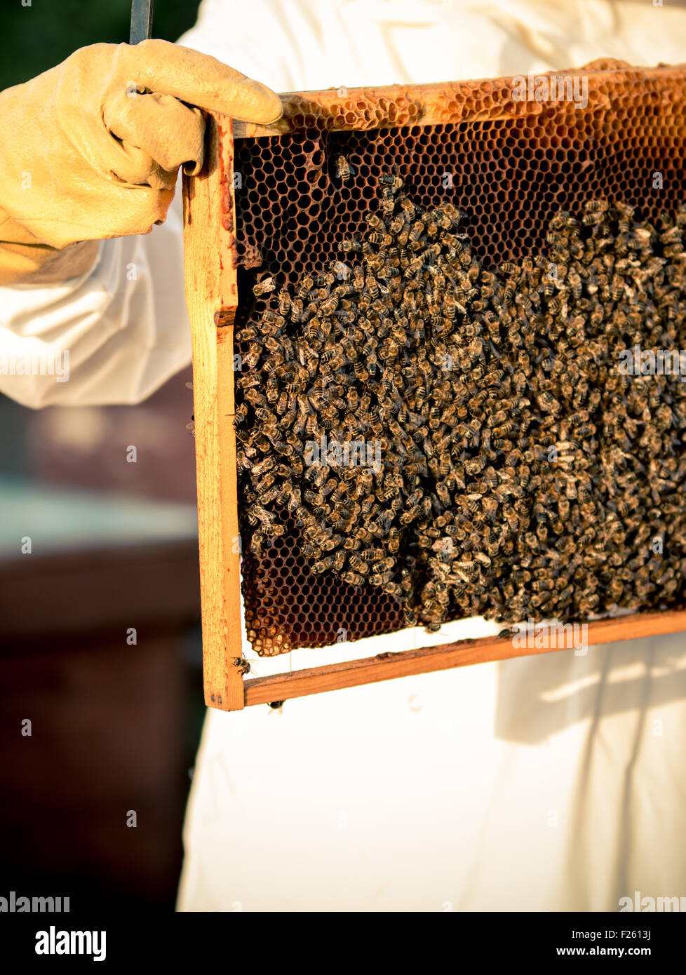 Imkerei-Rahmen mit Bienen drauf. Stockfoto