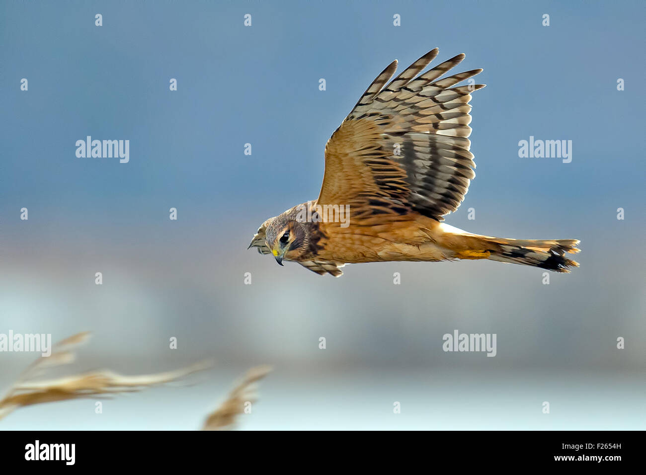Northern Harrier im Flug Jagd nach Beute Stockfoto