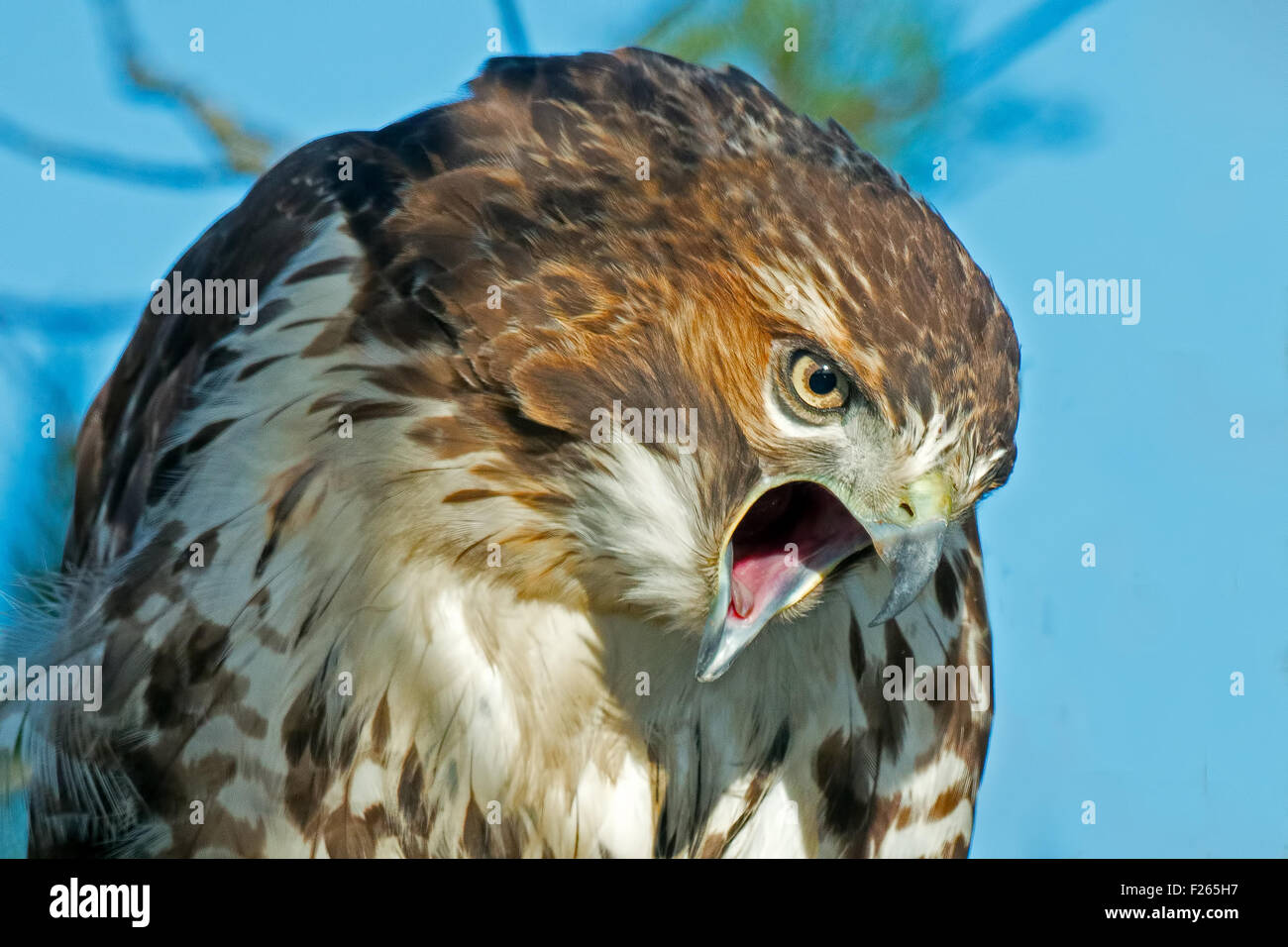 Ein wütend rot - angebundener Falke Stockfoto