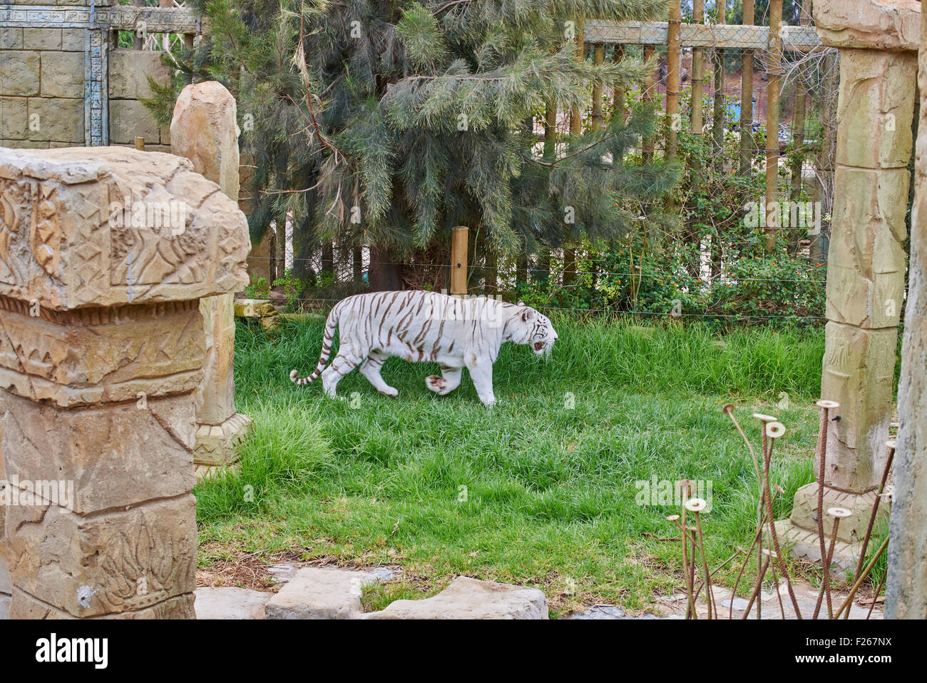 Weißen Bengal Tiger dunkel gestreiften weißen Individuen sind gut dokumentiert in der Bengal-Tiger-Unterart (Panthera Tigris Tigris) Stockfoto