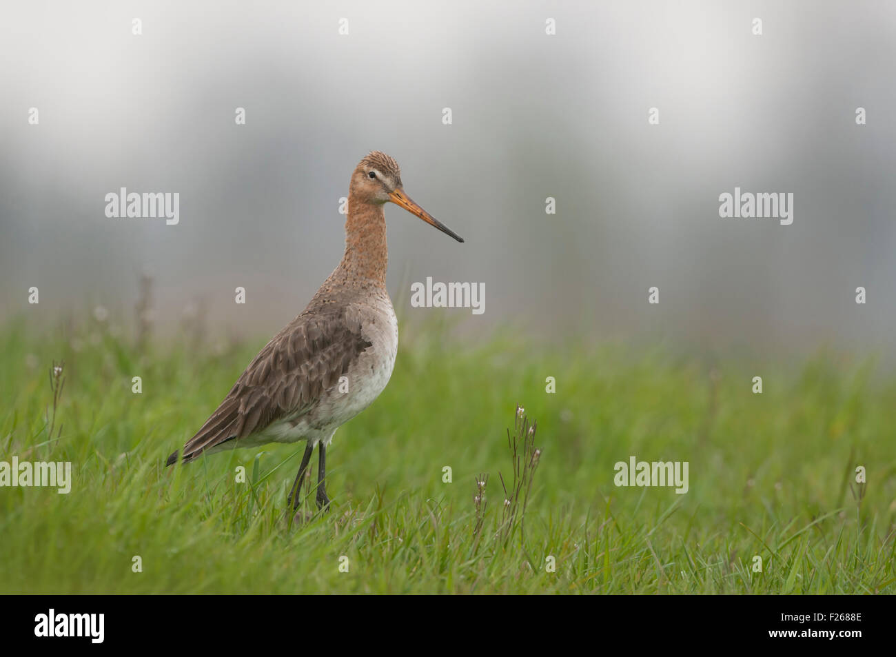 Adulte Schwarzschwanz Godwit / Uferschnepfe ( Limosa limosa ) im Zuchtkleid steht im hohen Gras einer Feuchtwiese, Wildtiere, Europa. Stockfoto