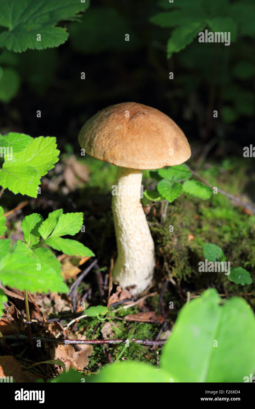 im Herbst Pilze im Wald Stockfoto
