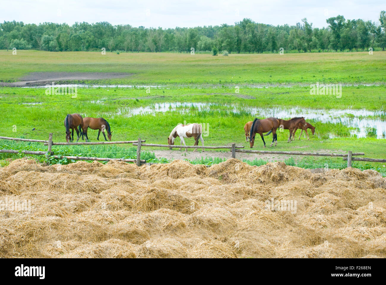 sieben Pferde auf der Weide fressen Heu Stockfoto