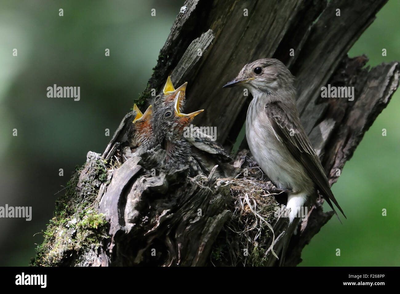 Grauschnäpper nahe dem Nest mit Küken Stockfoto