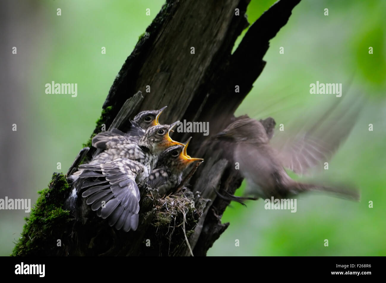Fliegende Grauschnäpper nahe dem Nest mit Küken Stockfoto
