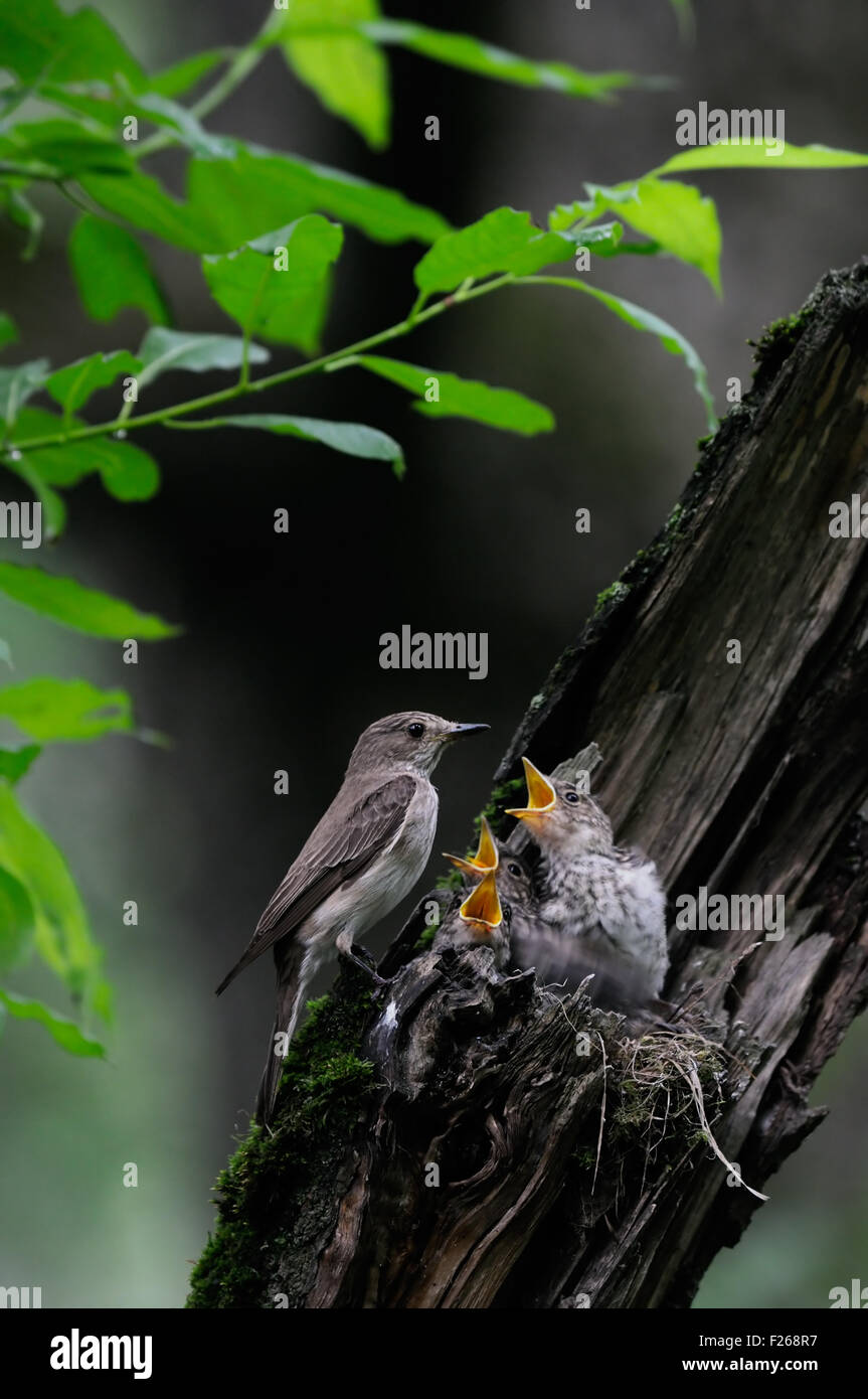 Grauschnäpper nahe dem Nest mit Küken Stockfoto