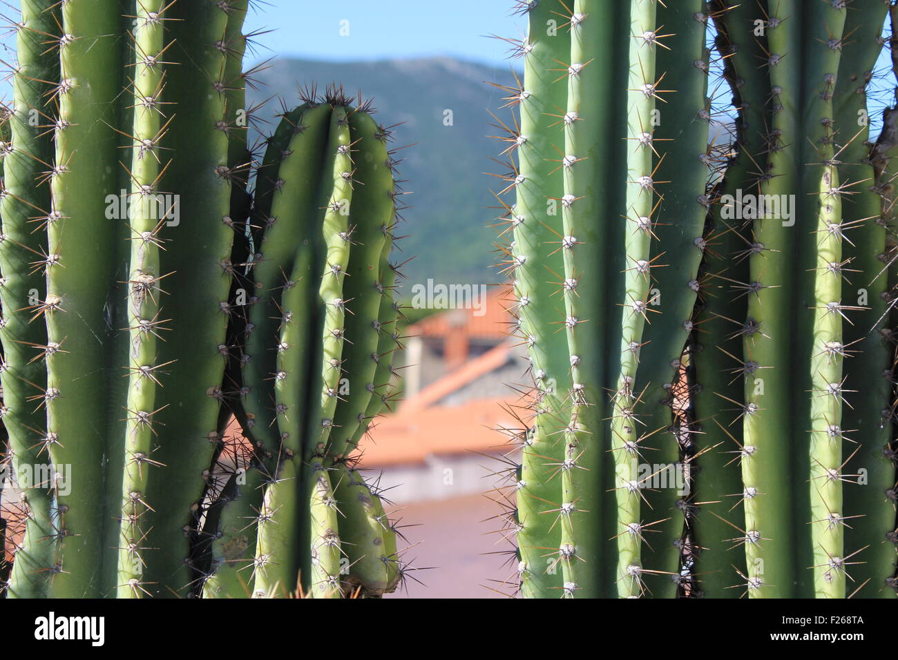 Croatia cactus -Fotos und -Bildmaterial in hoher Auflsung  Alamy