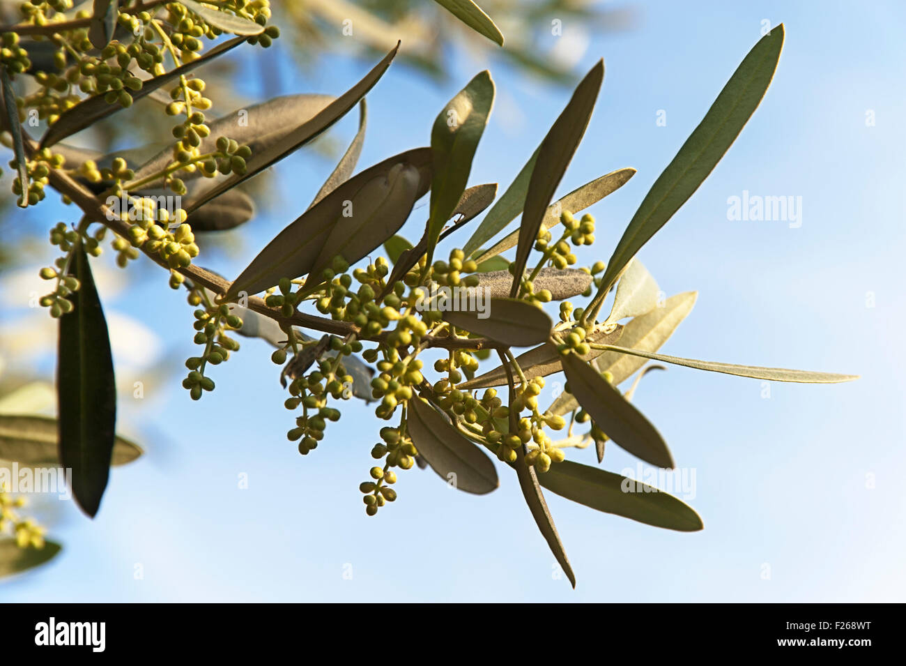 Olive Bltenknospen auf Baum gegen blauen Himmel Stockfotografie - Alamy