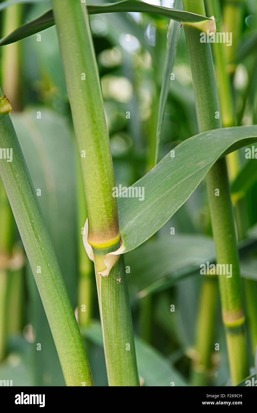 Nahaufnahme eines riesigen Rohr (Arundo Donax) Stockfoto