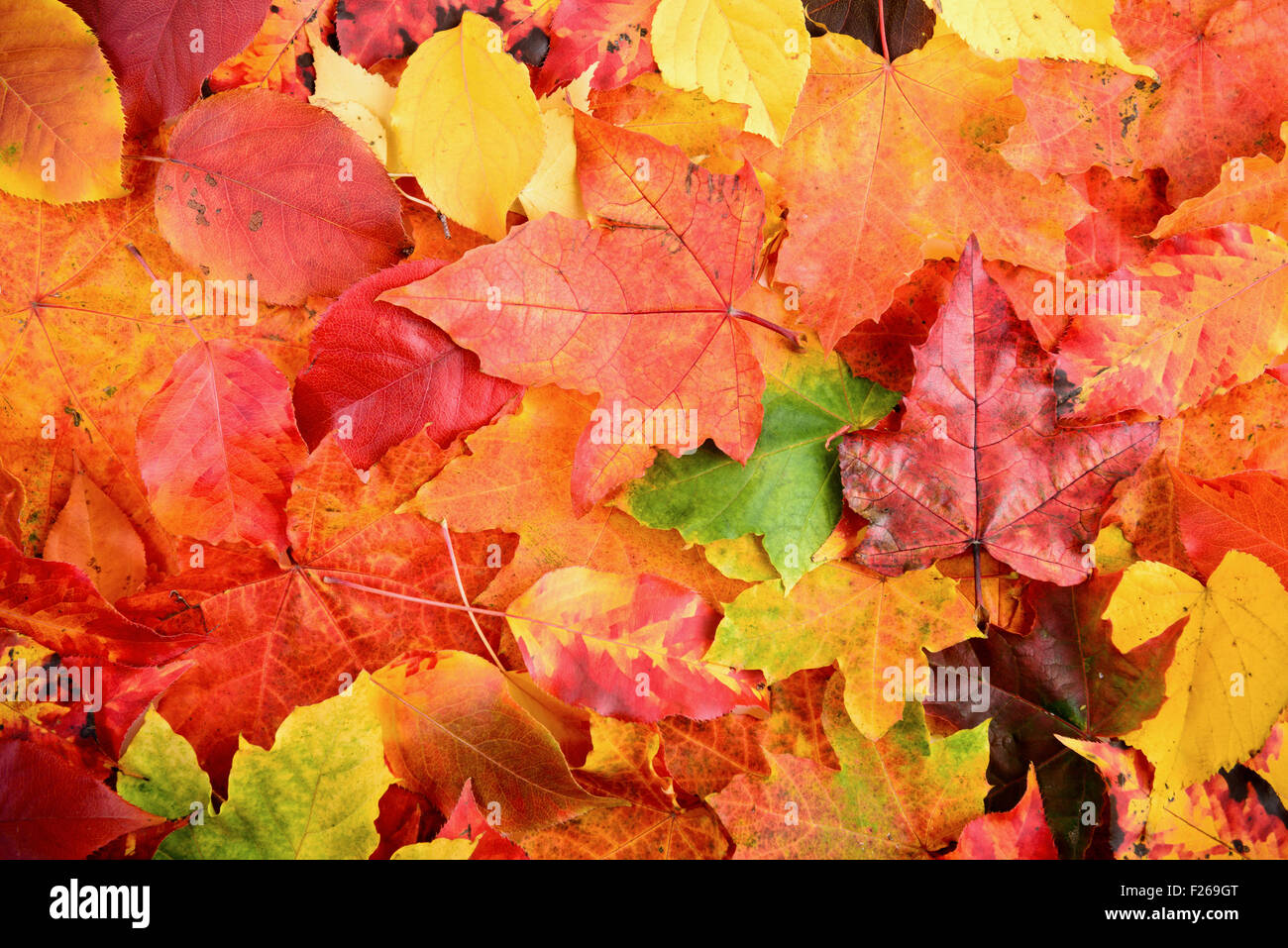 Blätter fallen im Herbst Hintergrund scharf und sauber Stockfoto
