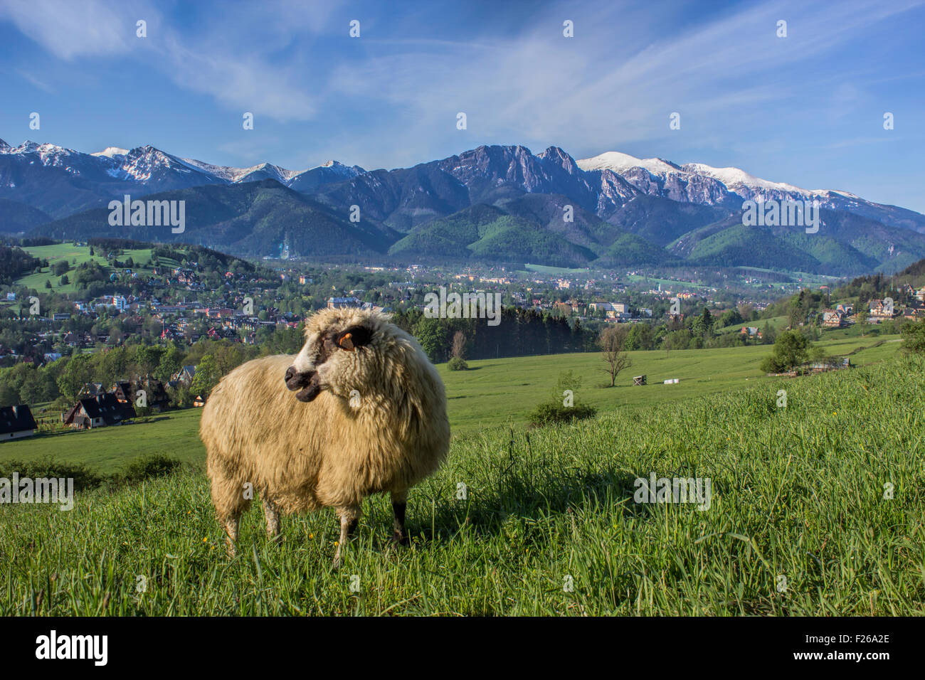 Zakopane-Berg Stockfoto