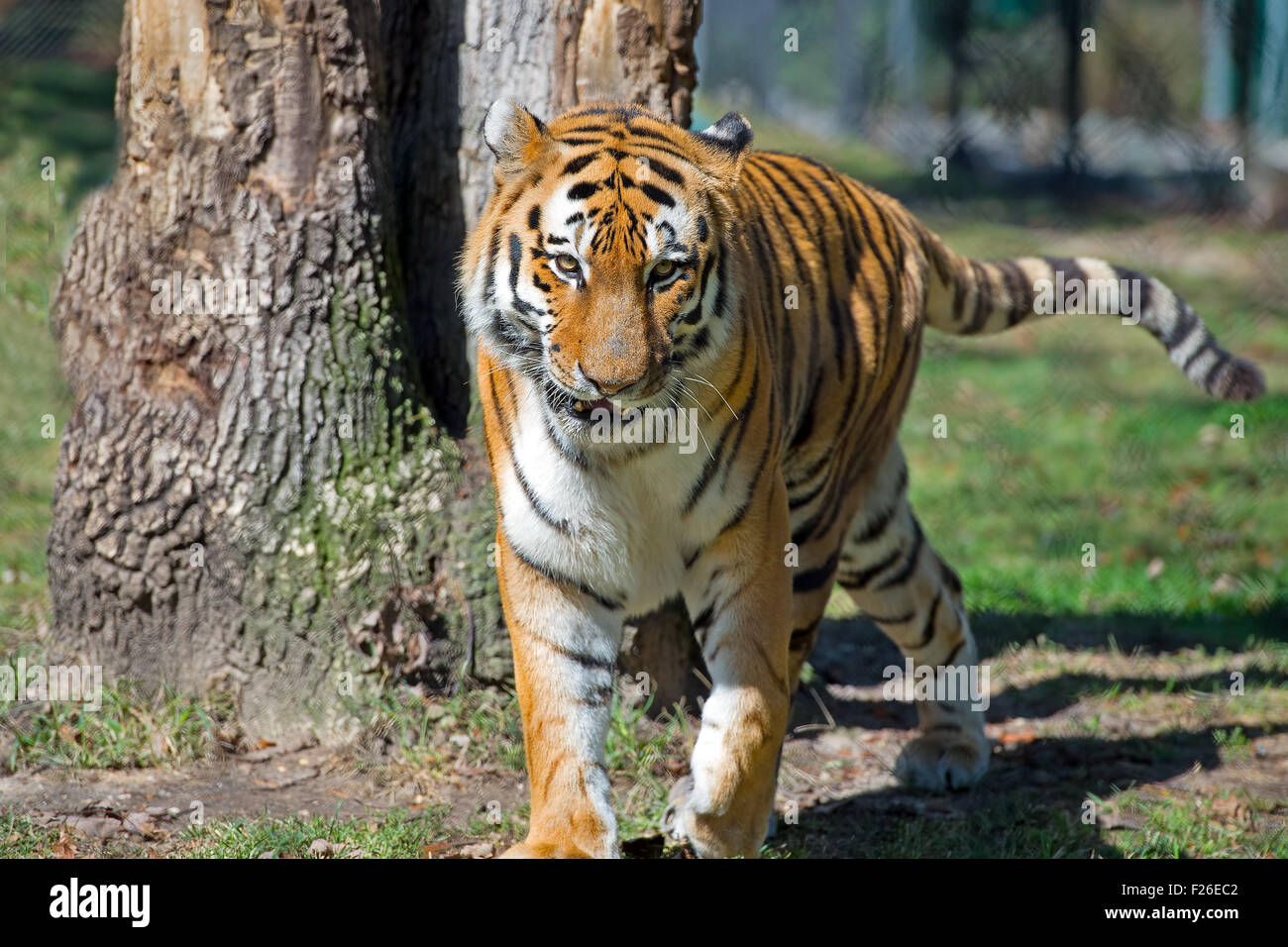 (Amur) sibirische Tiger Stockfoto