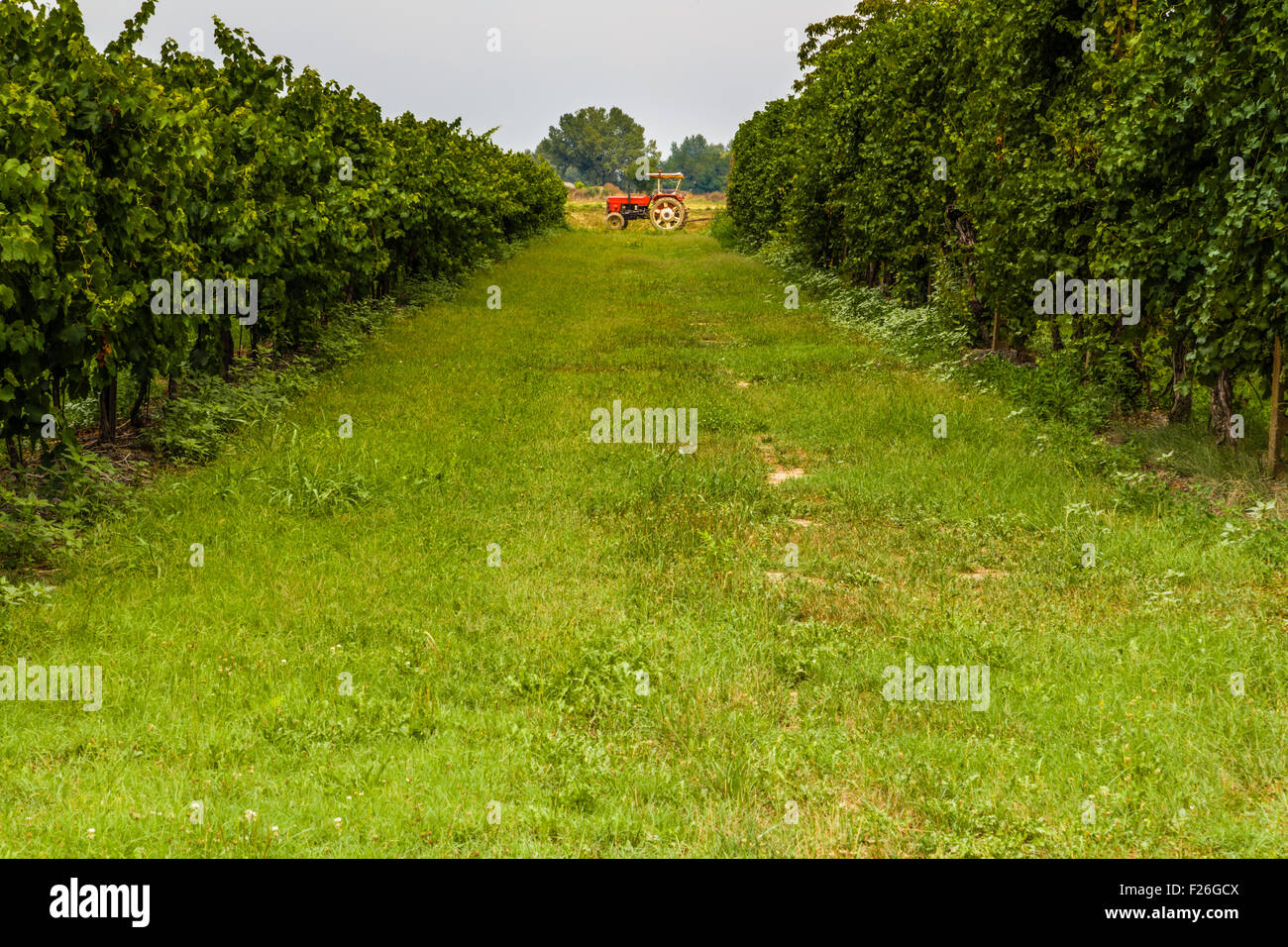 kleiner roter Traktor zwischen den Reben in der Landschaft der Romagna in Italien Stockfoto