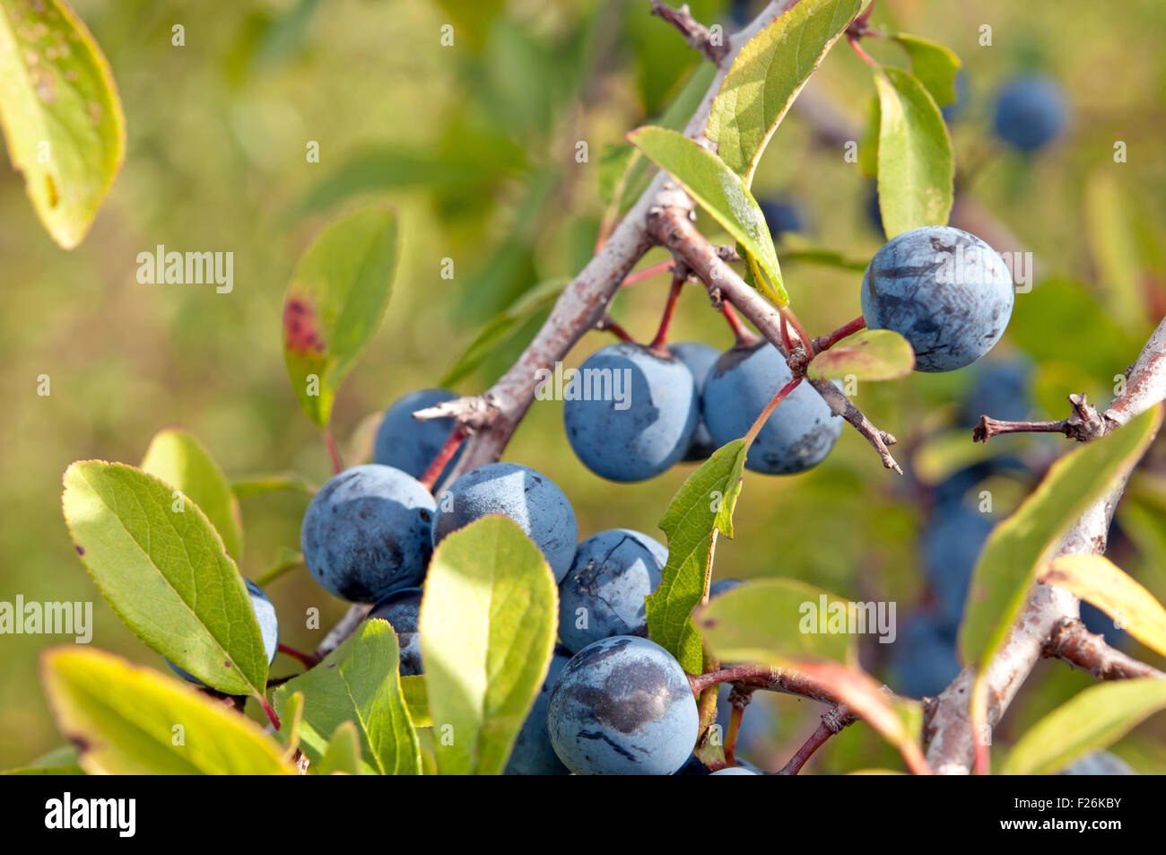 Schlehe, Prunus Spinosus hautnah Stockfoto