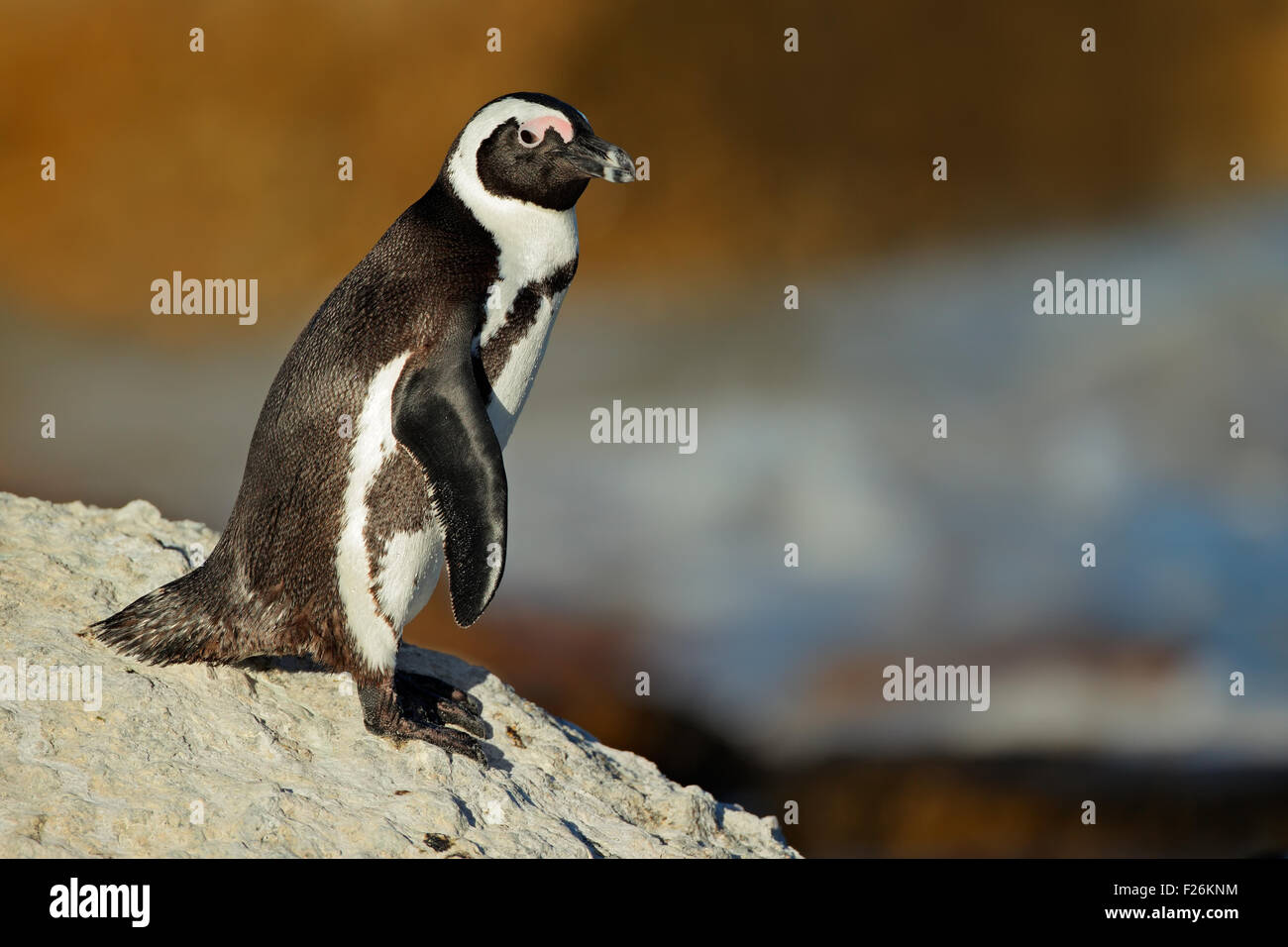 Afrikanische Pinguin (Spheniscus Demersus) auf küstennahen Felsen, Western Cape, Südafrika Stockfoto