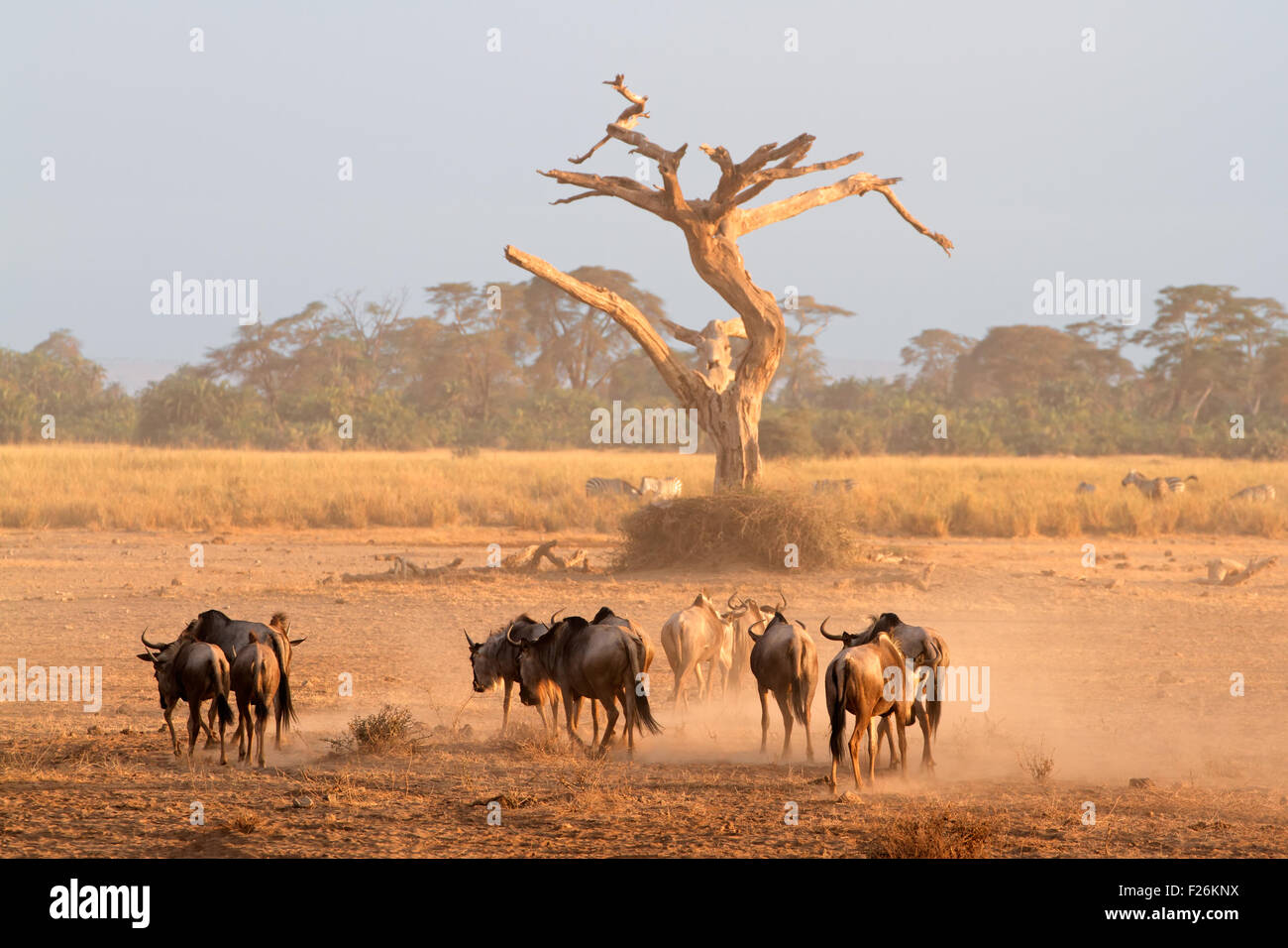 Gnus (Connochaetes Taurinus) zu Fuß auf staubigen Ebenen, Amboseli Nationalpark, Kenia Stockfoto