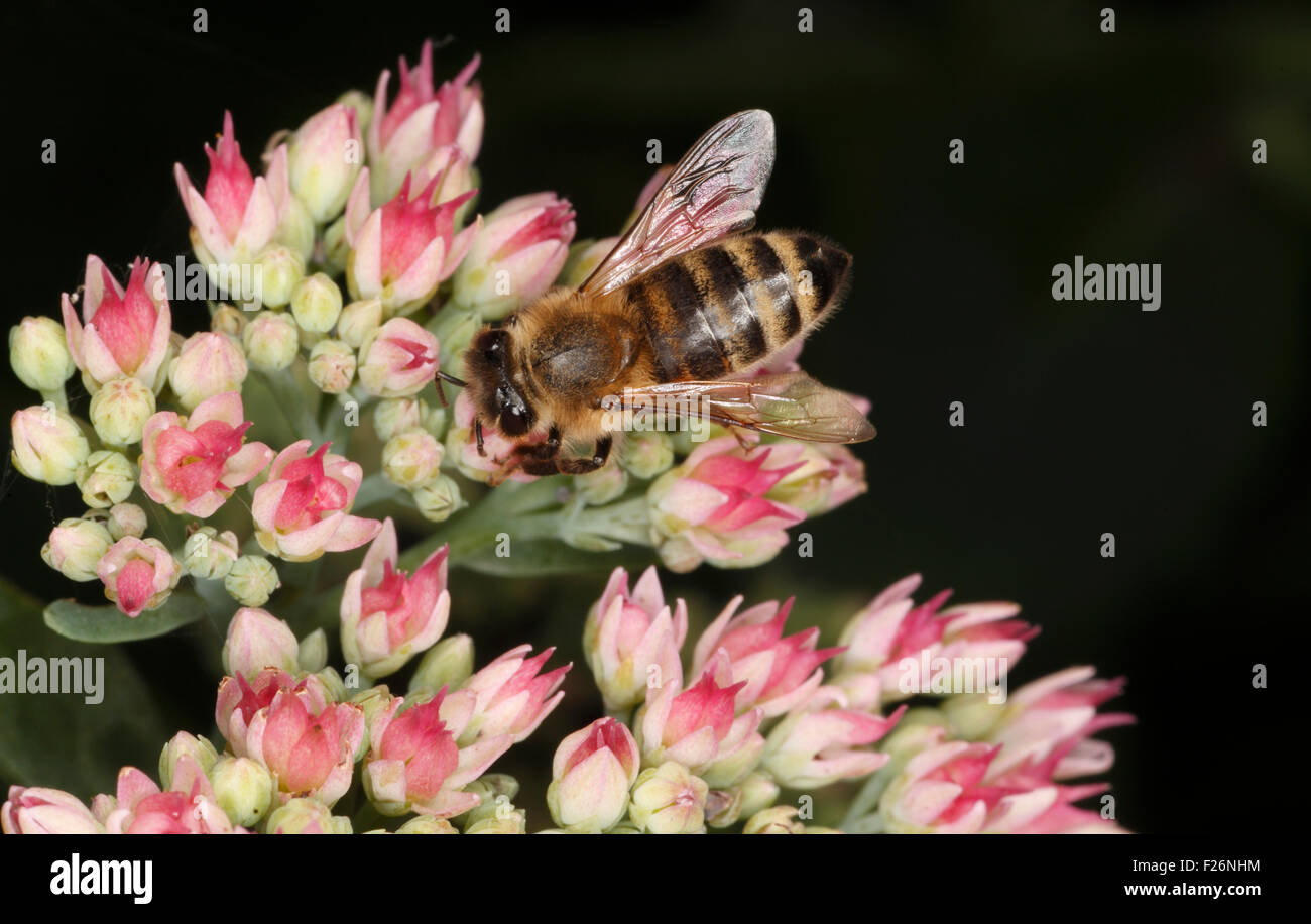 Honigbiene sammelt Nektar Stockfoto