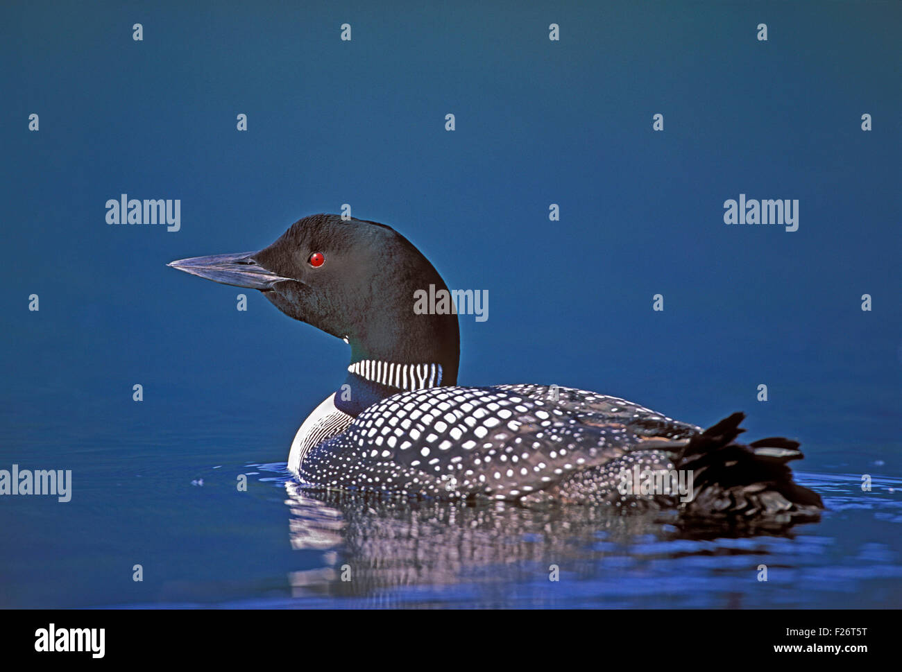 Gemeinsamen Loon oder große Northern Diver, Porträt, Schwimmen am See Stockfoto