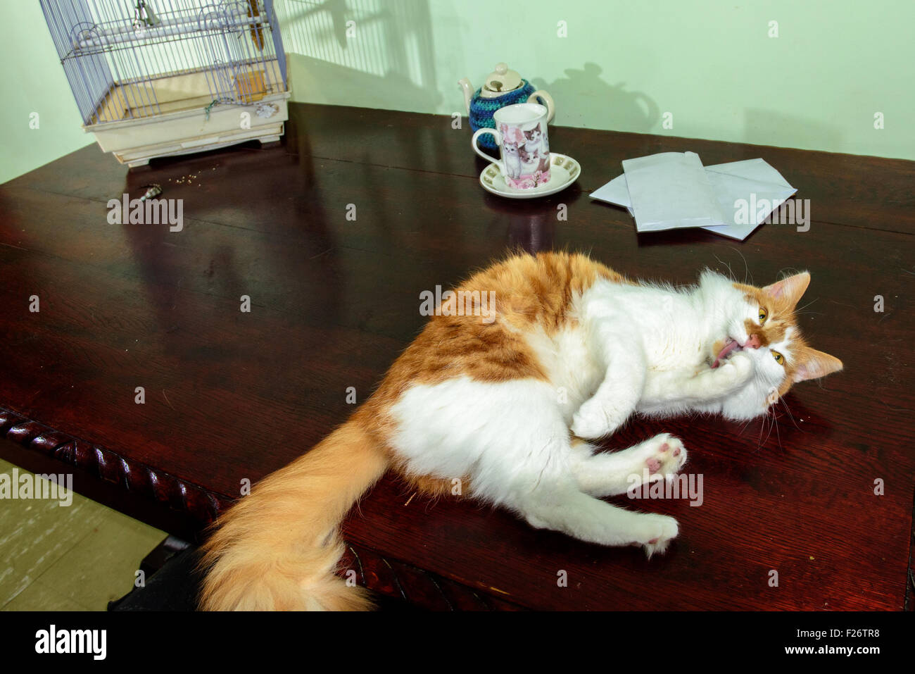 Schuldig Katze am Küchentisch Stockfoto